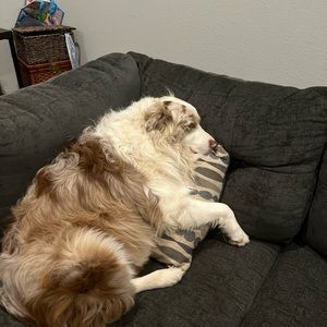 Meet your Posher, Morgan